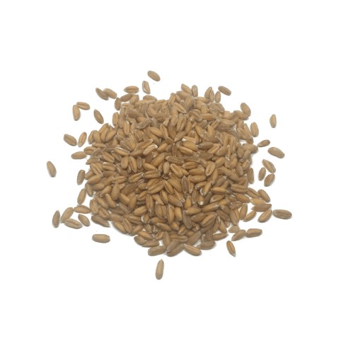 Espelta en grano Eco (10gr)