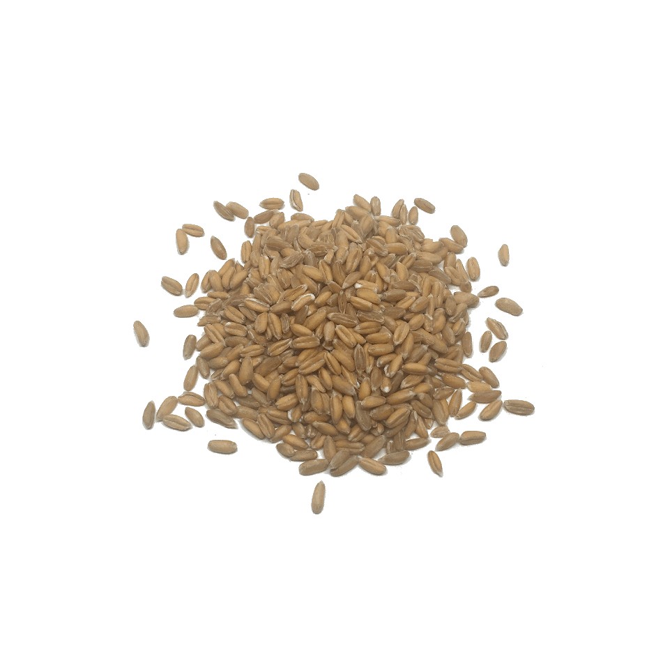 Espelta en grano Eco (10gr)
