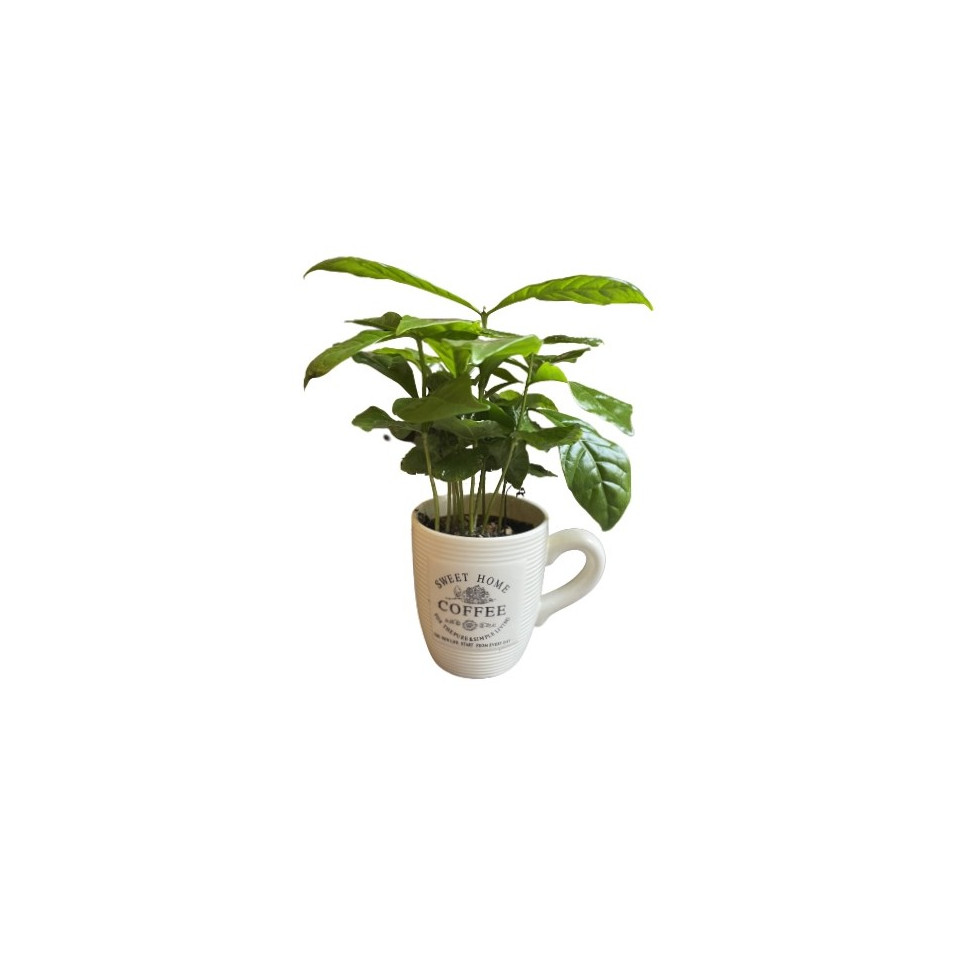 Planta CAFETO