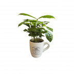 Planta CAFETO